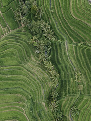 Blick von oben auf ein gemustertes landwirtschaftliches Feld im Dorf - CAVF50022