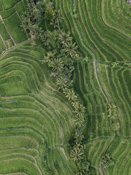 Overhead view of patterned agricultural field in village - CAVF50022
