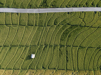 Luftaufnahme einer grünen Landschaft - CAVF50024