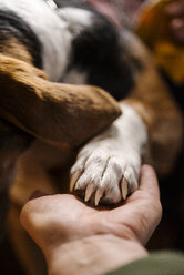 Woman's hand holding paw of dog, close-up - PSIF00118