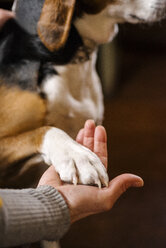 Frauenhand hält Pfote eines Hundes, Nahaufnahme - PSIF00119