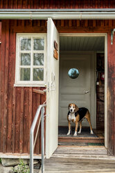 Dog standing at opened door in holiday home looking outside - PSIF00120