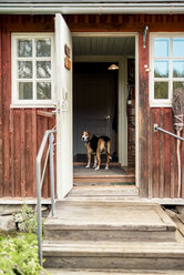 Dog standing at opened door in holiday home looking outside - PSIF00121