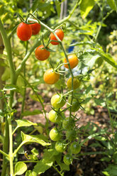 Organic tomatoes in allotment garden - NDF00804