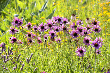 Botanischer Garten, violette Sonnenhutblüten - NDF00805