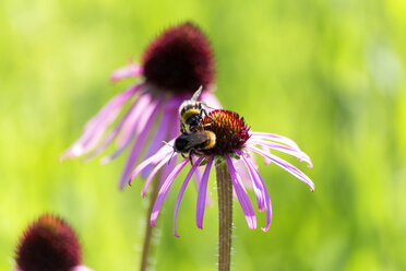 Botanischer Garten, Honigbienen auf violettem Sonnenhut - NDF00806