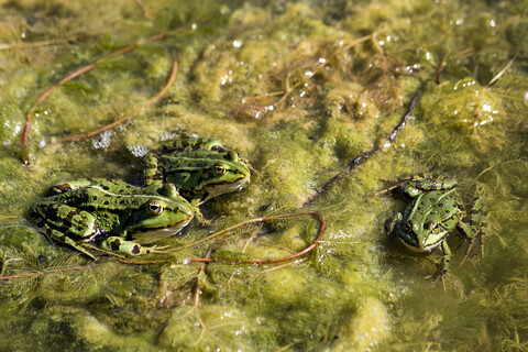 Teichfrösche, Rana esculenta, lizenzfreies Stockfoto