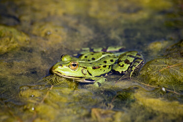 Pool frog, Rana esculenta - NDF00809