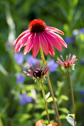 Botanischer Garten, Rosa Sonnenhut - NDF00811