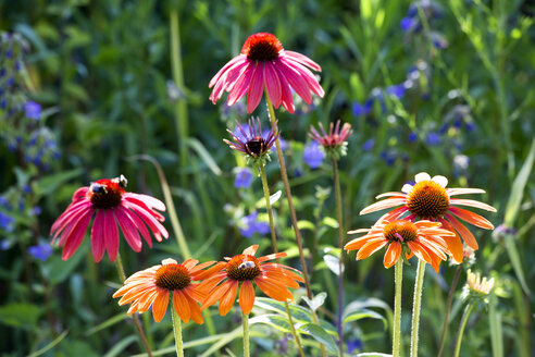 Botanic Garden, honeybees on coneflowers - NDF00812