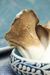 Close-up of oyster mushrooms in bowl on table against blue wall - CAVF50193