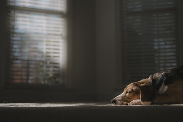 Hund schläft auf Teppich zu Hause - CAVF50300