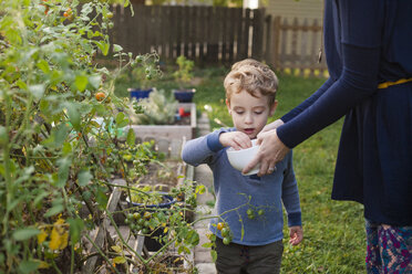 Mittelteil einer Mutter, die eine Schüssel hält, während ihr Sohn im Garten Tomaten pflückt - CAVF50430