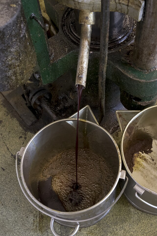 Frisches Kürbiskernöl läuft aus der hydraulischen Presse einer Ölmühle, lizenzfreies Stockfoto