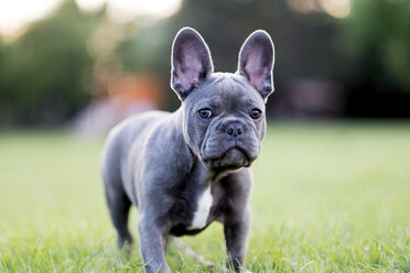 Close-up portrait of French Bulldog standing on grassy field - CAVF50487