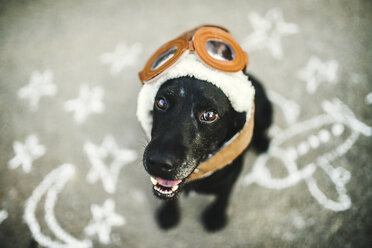 Portrait of black dog wearing flying goggles and hat - HAPF02791