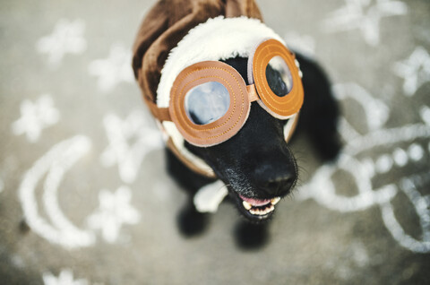 Porträt eines schwarzen Hundes mit Fliegerbrille und Hut, lizenzfreies Stockfoto