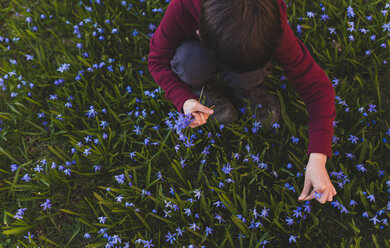 Hoher Blickwinkel eines Jungen, der auf einem Feld im Park hockt und Blumen pflückt - CAVF50599