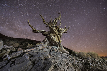 Low angle view of Bristlecone Pine against star trails at night - CAVF50703
