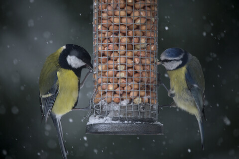 Nahaufnahme von Vögeln, die bei Schneefall Futter vom Futterhäuschen fressen, lizenzfreies Stockfoto