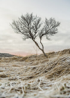 Kahler Baum auf Feld gegen Himmel - CAVF50746