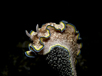 Close-up of Glossodoris cincta underwater during night - CAVF50906