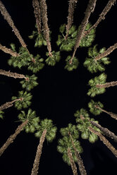 Low angle view of palm trees against clear sky at night - CAVF50942