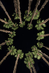 Niedriger Blickwinkel auf Palmen gegen den klaren Himmel bei Nacht - CAVF50942
