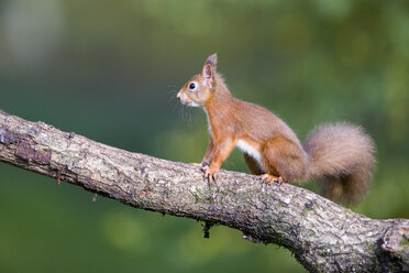Red squirrel on a tree trunk - MJOF01597