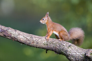 Rotes Eichhörnchen auf einem Baumstamm - MJOF01597