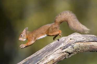 Springendes rotes Eichhörnchen, das eine Nuss im Maul trägt - MJOF01598
