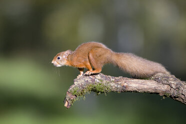 Red squirrel preparing to jump - MJOF01599