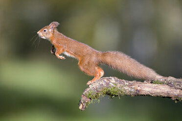 Jumping red squirrel - MJOF01600