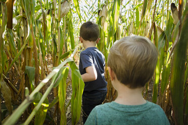 Rear view of carefree brothers walking through corn maze - CAVF51029