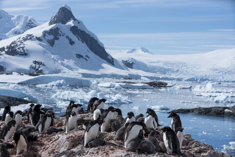 Pinguine und Seelöwen auf Felsen am gefrorenen Meer gegen den Himmel, lizenzfreies Stockfoto