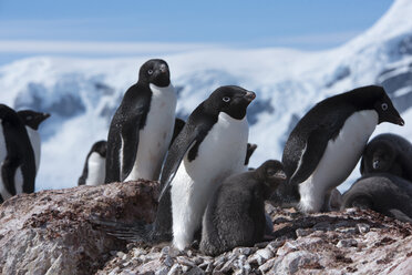 Pinguine auf Felsen gegen den Himmel im Winter - CAVF51123