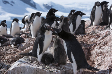 Pinguine auf Felsen im Winter - CAVF51124