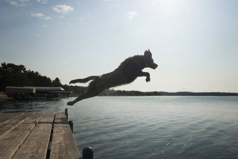 Side view of dog jumping into lake against sky - CAVF51146