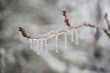 Close-up of frozen branch - CAVF51267