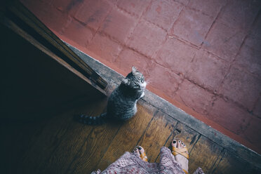 Niedriger Ausschnitt einer Frau mit einer Katze, die auf einem Holzboden steht - CAVF51286