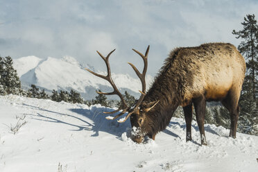 Elch stehend auf schneebedecktem Feld gegen den Himmel - CAVF51298