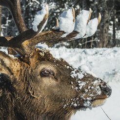 Close-up of snow covered stag - CAVF51299