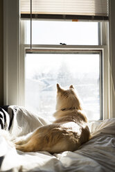 Rear view of dog looking through window while sitting on bed at home - CAVF51318