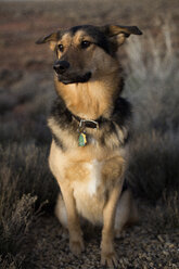 Close-up of dog looking away while sitting on field - CAVF51329