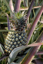 Thailand, Ananas, Plantage - HLF01134