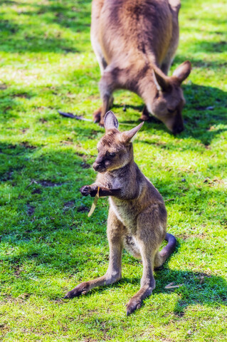 Australien, junges Känguru, Muttertier im Hintergrund, lizenzfreies Stockfoto