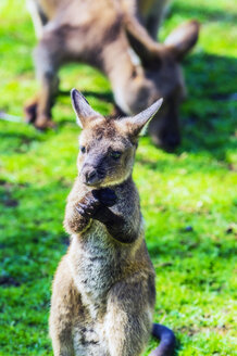 Australien, junges Känguru, Muttertier im Hintergrund - THAF02307