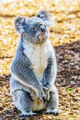 Australia, Korala, Phascolarctos cinereus - THAF02308