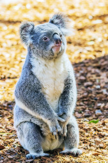 Australien, Korala, Phascolarctos cinereus - THAF02308