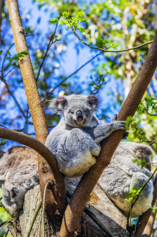 Australien, Korala, Phascolarctos cinereus, auf einem Baum sitzend, lizenzfreies Stockfoto